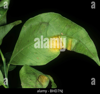 Citrus rust mite (Phyllocoptruta oleivora) rust like patches of damage on a lemon leaf Stock Photo
