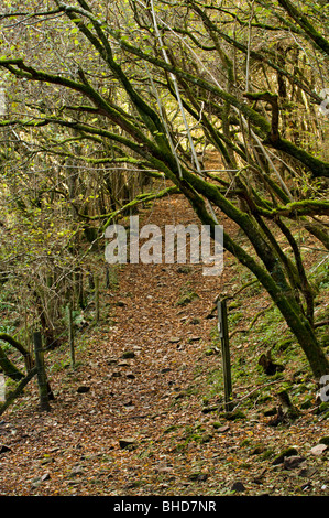 Autumn scene through wooded public footpath near black rock at Cheddar Stock Photo