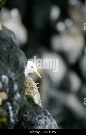 Kittiwake in nest, Iceland Stock Photo