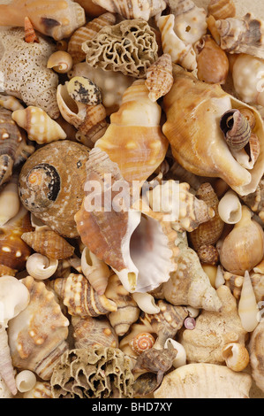 collection of shells beach combing sea seaside Stock Photo