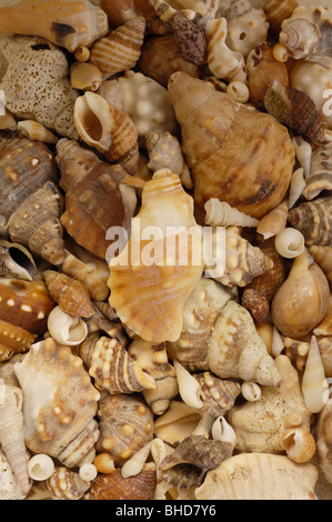 collection of shells beach combing sea seaside Stock Photo