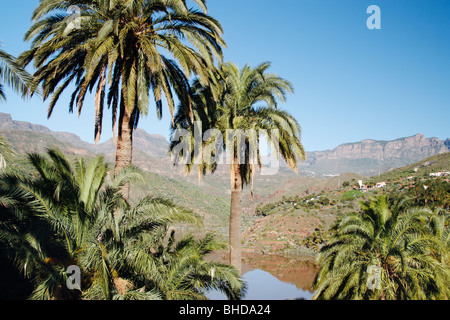 Palm trees around presa (reservoir) near Santa Lucia village on Gran Canaria in The Canary islands. Stock Photo