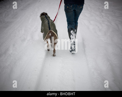 Dog with coat being walked in snow. Stock Photo