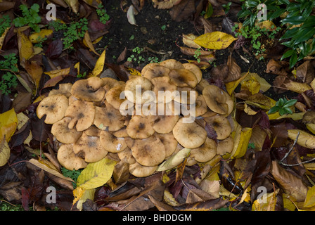 Toadstools in an autumn garden in west london Stock Photo