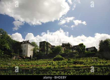 Vineyard in Paris, Rue des Saules, Montmartre, Paris, France Stock Photo