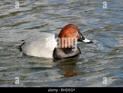 Pochard Duck, Aythya ferina,  Anatidae.  Male Diving Duck (Drake). Stock Photo