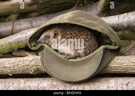 Hedgehog (Erinaceus europaeus). Placed in a man's cap to remove from a bonfire site. Stock Photo