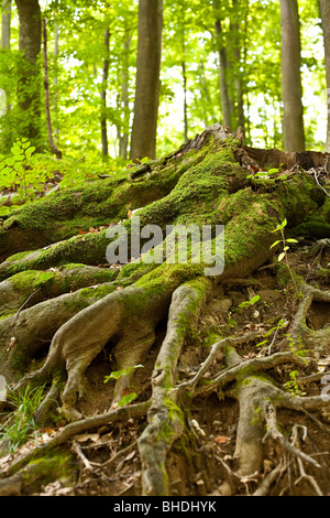 Tree root covered with moss in a forest Stock Photo