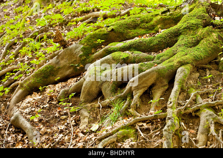 Tree root covered with moss in a forest Stock Photo