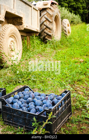 Boxes with plums near a tractor in a grass field, harvesting concept Stock Photo