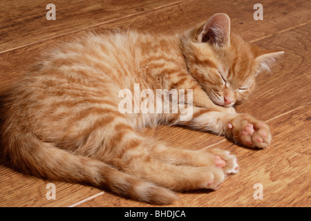 ginger kitten Stock Photo