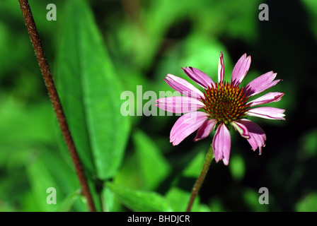 Purple Flower with a slightly blurred green background Stock Photo
