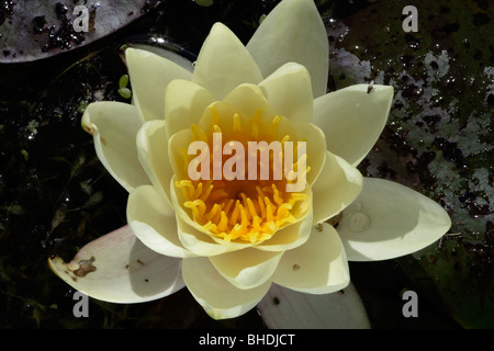 Nymphaea 'Marliacea Albida' Water lily Stock Photo