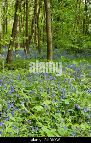 Bluebell Flowers Hyacinthoides Nonscripta Growing in Spring Woodland, Sheffield, England Stock Photo