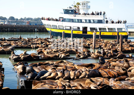 Sea Lions at the docks of Pier 39 Stock Photo - Alamy