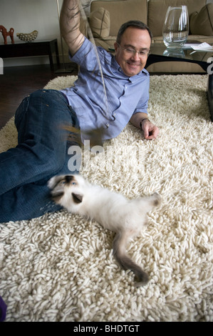 Middle Aged Man Playing with Burmese Kitten at Home in Living Room Stock Photo