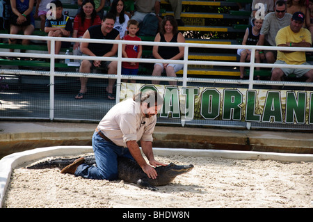 Alligator  wrestling in Gatorland Orlando Florida FL Stock Photo