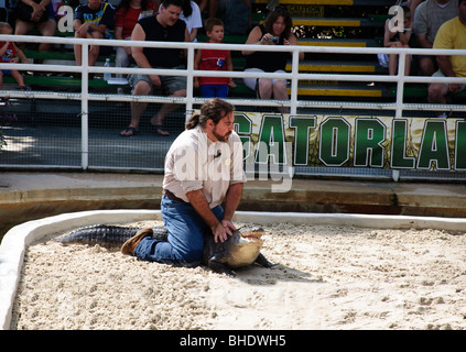 Alligator  wrestling in Gatorland Orlando Florida FL Stock Photo