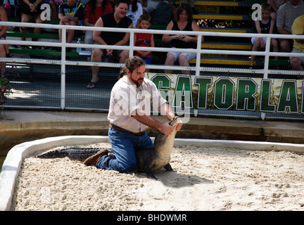 Alligator  wrestling in Gatorland Orlando Florida FL Stock Photo