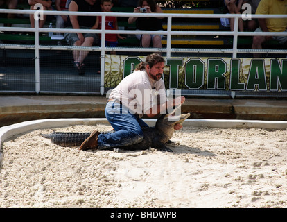 Alligator  wrestling in Gatorland Orlando Florida FL Stock Photo