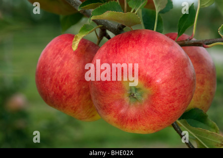 instal the last version for apple Topaz Photo AI 1.4.2