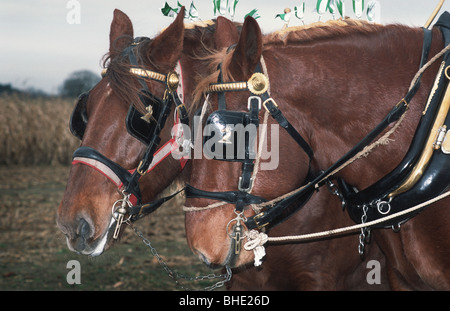 Two chestnut Suffolk Punch working horses in full tack and wearing blinkers Stock Photo