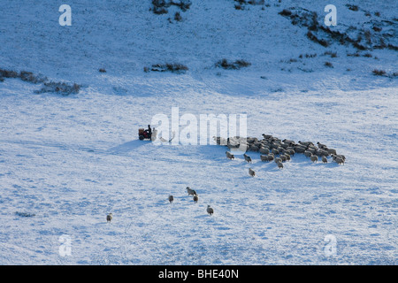 Northumberland hill farmer feeding his sheep on a quad bike in the winter. Stock Photo