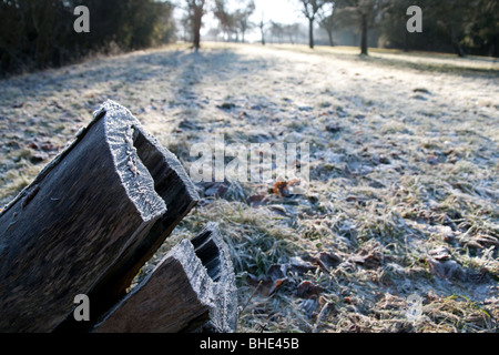 Apple tree stump with frost in a Somerset orchard Stock Photo