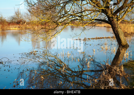 Winter tree reflecting on a flooded River Thames in Oxfordshire, Uk Stock Photo