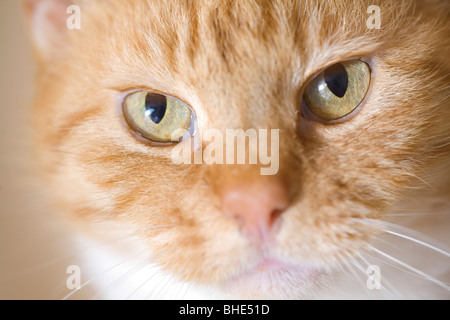 Close up of face of pet ginger cat (Felis catus) Stock Photo