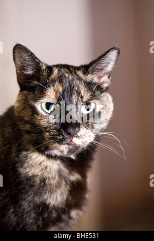 Portrait of an adult female Tortoiseshell or Brindle cat looking slightly away from the camera Stock Photo