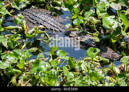 The Siamese crocodile (Crocodylus siamensis) Stock Photo