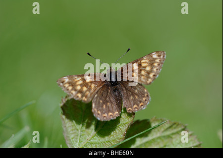 Duke of Burgundy Fritillary butterfly (Hamearis lucina) Stock Photo