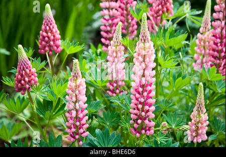 Pink and purple lupins, Lupinus, in a flower bed Stock Photo