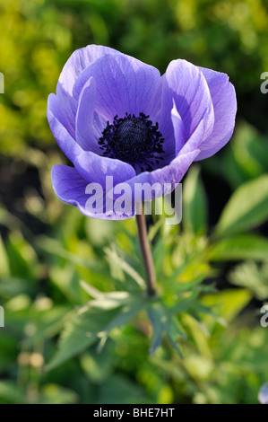 Spring anemone (Anemone coronaria 'Animo Blue') Stock Photo