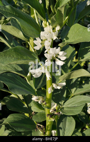 Broad bean (Vicia faba) Stock Photo