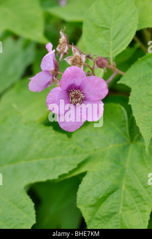 Flowering raspberry (Rubus odoratus) Stock Photo