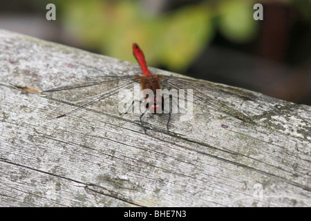 Male Ruddy Darter dragonfly (Sympetrum sanguineum) in the UK Stock Photo