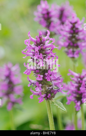 Wood betony (Betonica officinalis syn. Stachys officinalis) Stock Photo