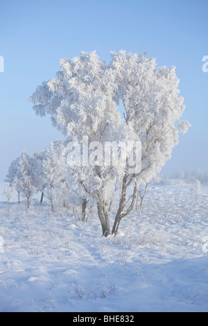 Trees on Rannoch Moor with thick hoar frost, Highlands, Scotland Stock Photo