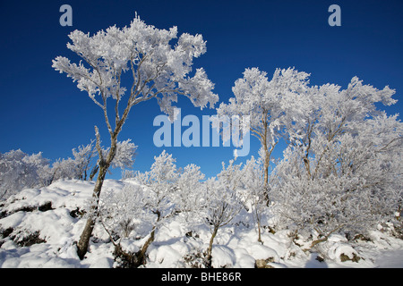 Trees on Rannoch Moor with thick hoar frost, Highlands, Scotland Stock Photo