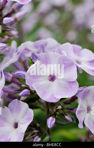 Garden phlox (Phlox paniculata 'Violetta Gloriosa') Stock Photo