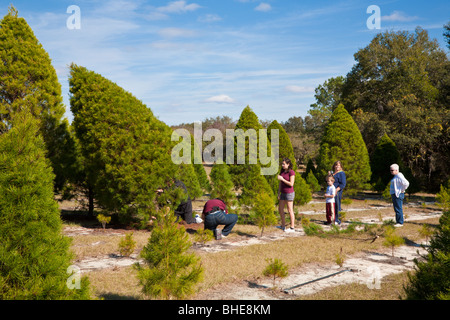 Eustis, FL - Nov 2008 - Family selecting and cutting down a live tree at Christmas tree farm in Eustis, Florida Stock Photo