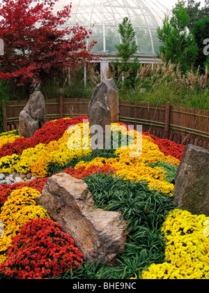 Kiku Chrysanthemums New York Botanical Garden Stock Photo