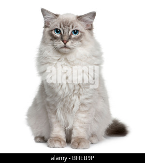 Ragdoll cat, 6 months old, sitting in front of a white background Stock Photo