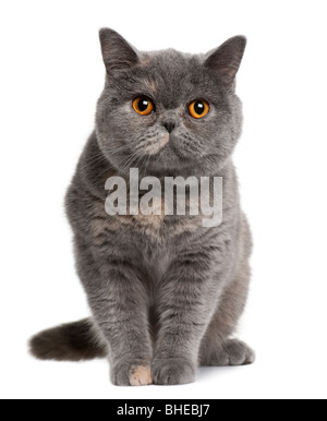 British Shorthair cat, 15 months old, in front of a white background Stock Photo