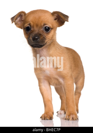 Crossbreed with a Shih tzu and a Yorkshire Terrier puppy, 2 months old, standing in front of white background Stock Photo