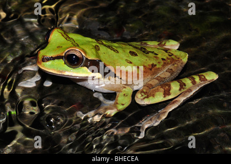 Masked Tree Frog (Smilisca Phaeota ) Native to Columbia, Costa Rica, Ecuador, Nicaragua, and Panama. Stock Photo
