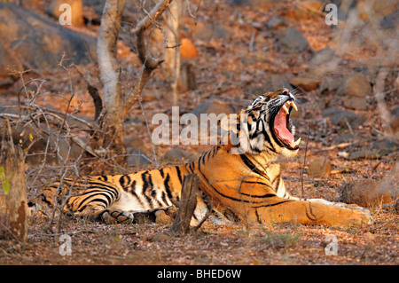 Tiger sitting on the dry grasses of the dry deciduous forest of ...
