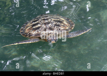 Green sea turtle (Chelonia mydas) in the Turtle Conservation aquarium at Nungwi in Zanzibar Stock Photo